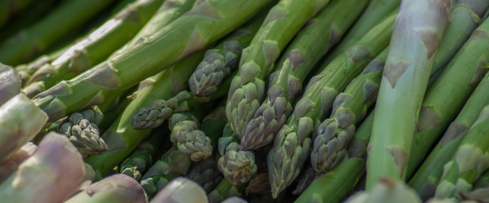 新鮮みずみずしい世羅うづと産アスパラガス
